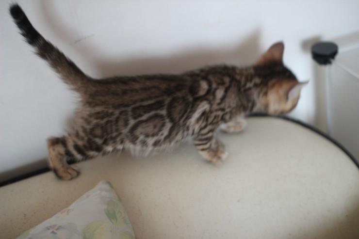 애교왕 뱅갈고양이 남아예요~ 관련 이미지 5