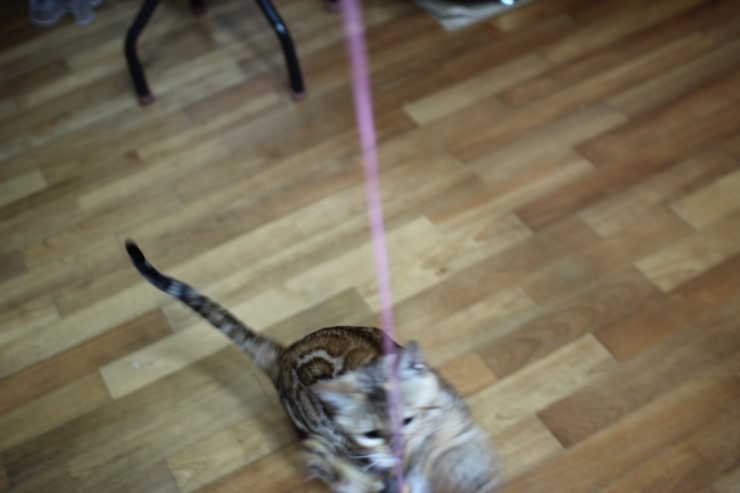 뱅갈고양이 스텔라 신났구나~~ 관련 이미지 2