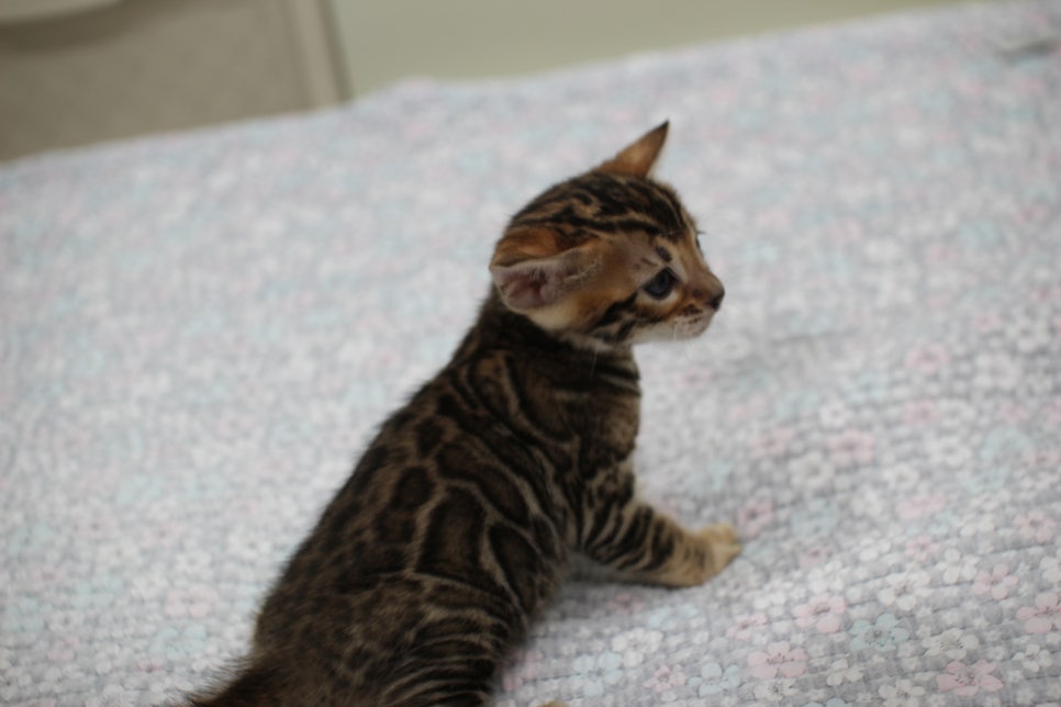 브라운뱅갈고양이 여아2 분양해요~ 관련 이미지 7