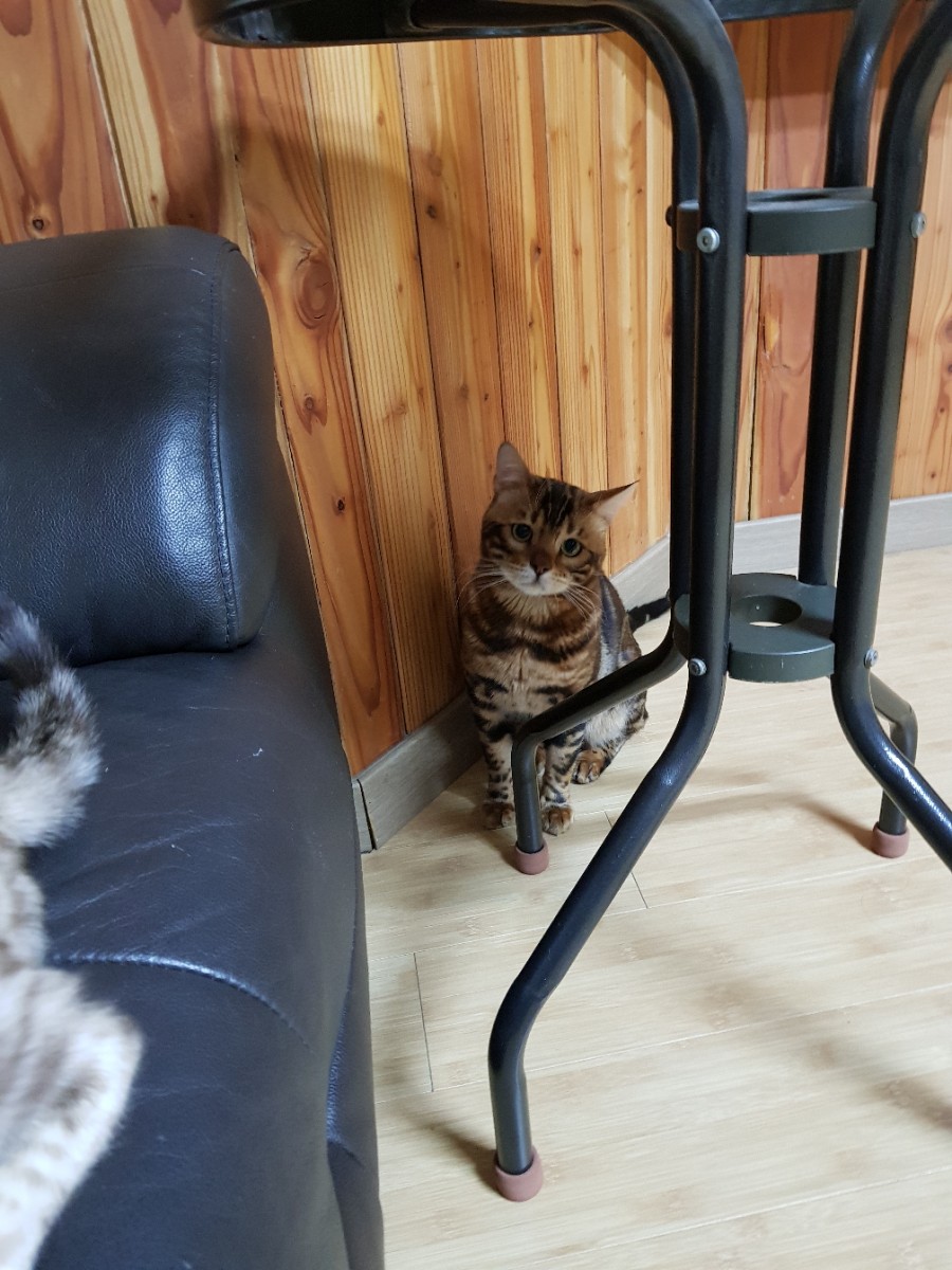 뱅갈고양이 블랙홀아 통통해지자~ 관련 이미지 2