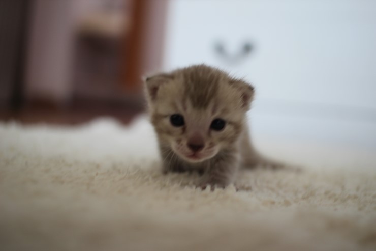 실밍크뱅갈고양이 곰돌이 남아예요 관련 이미지 8