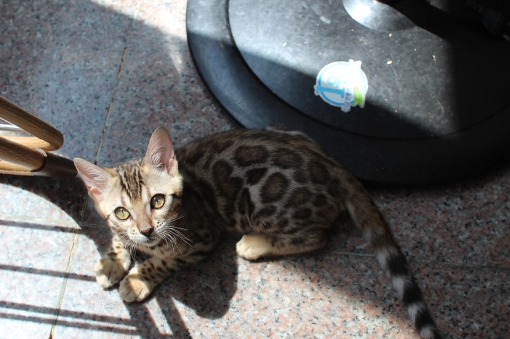 뱅갈고양이 이번 리터에 키퍼가 될 여아들 입니다~ 관련 이미지 1