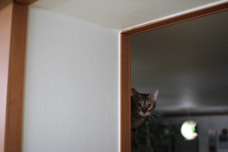 뱅갈고양이,뱅갈고양이 분양,보름달 보고 가세요 ㅎㅎㅎ 관련 이미지 3