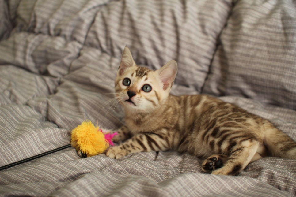 실밍크뱅갈고양이 여아 분양하고 있어요~ 관련 이미지 6