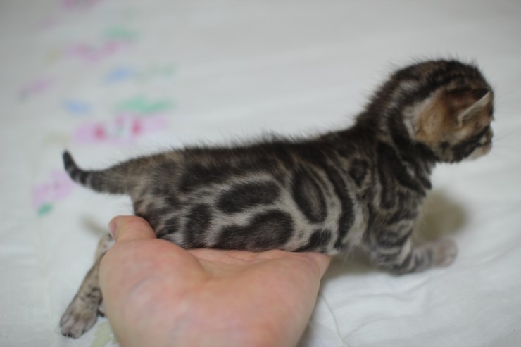 뱅고양이 남매예요~ 관련 이미지 7