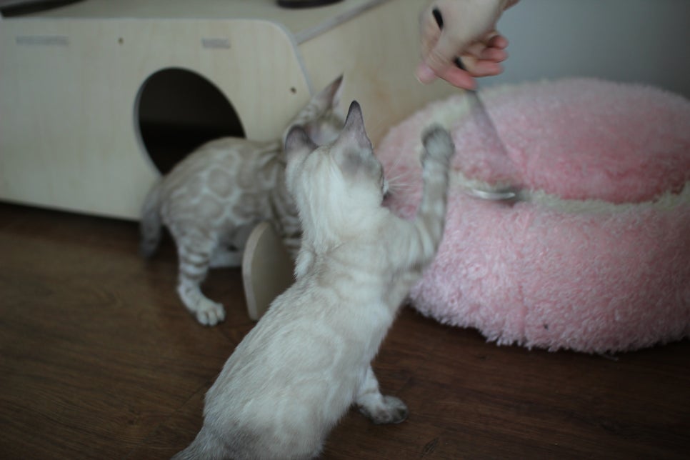 완전 강아지 같은 링스차콜 뱅갈고양이 남아 분양해여~ 관련 이미지 20