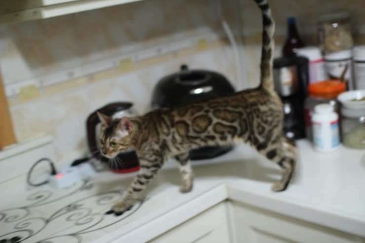 뱅갈고양이 여아 리엔 입니다~ 관련 이미지 2