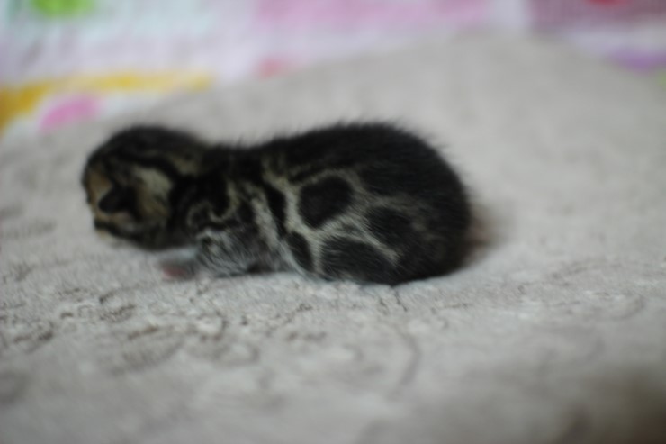 실버뱅갈고양이 꼬물이들 탄생 샤샤샷 관련 이미지 23