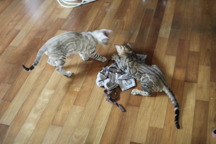 뱅갈고양이 까불이들 입니다~ 관련 이미지 14