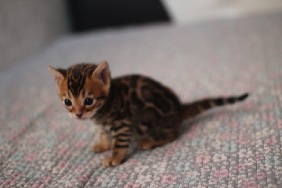 뱅갈고양이분양 동화속에 나오는 아이들! 관련 이미지 4