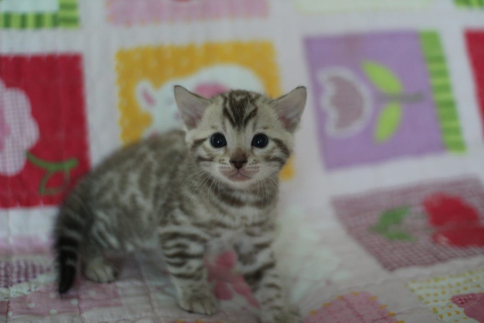 앙증,깜찍 스노우 뱅갈고양이 꼬맹이들~~ 관련 이미지 2