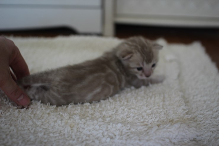 실밍크뱅갈고양이 곰돌이 남아예요 관련 이미지 16