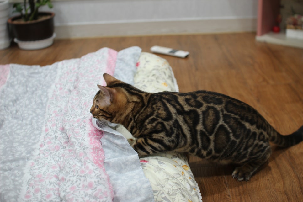 성격 좋고 건강미 넘치는 뱅갈고양이 남아 분양해요~ 관련 이미지 9