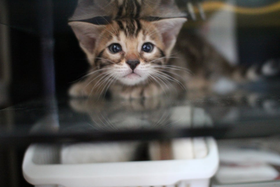 Tica등록 홈캐터리 소유뱅갈고양이 캐터리 입니다~ 관련 이미지 1