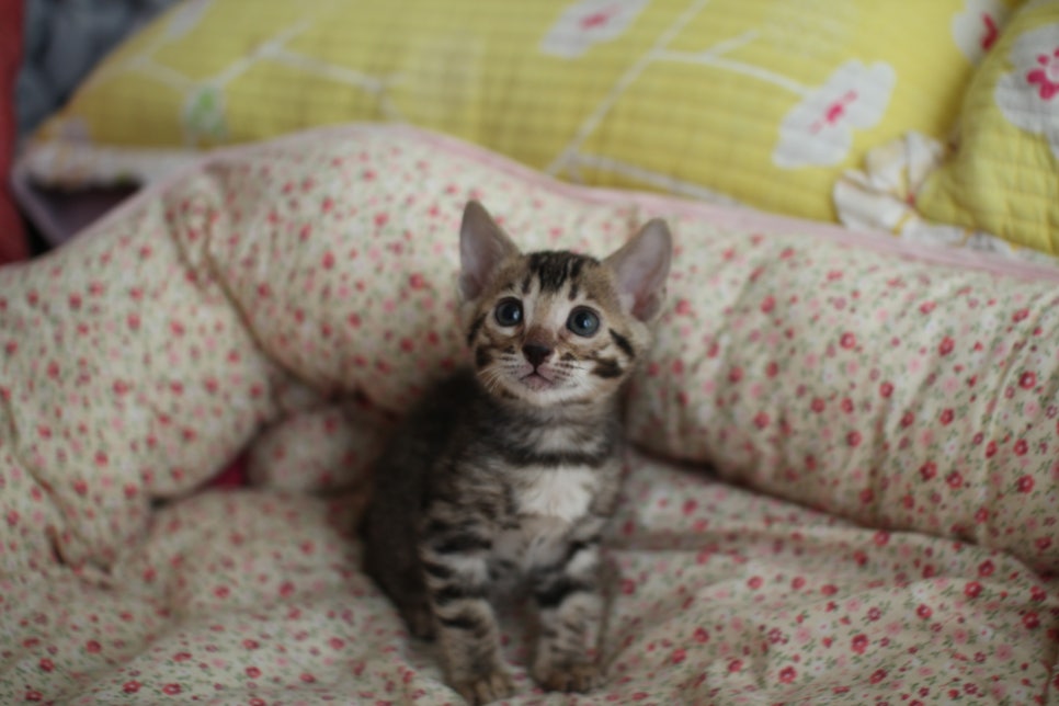 뱅갈고양이 여아1 분양해요~ 관련 이미지 2