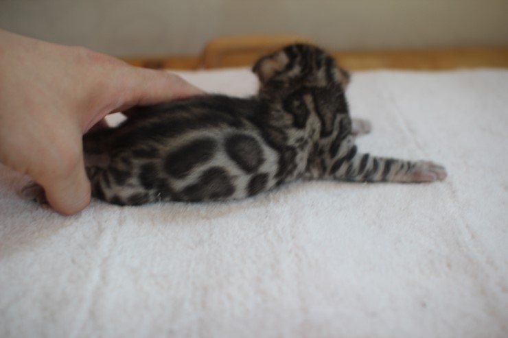 뱅갈고양이 꼬물이 4형제 성장모습~ 관련 이미지 6