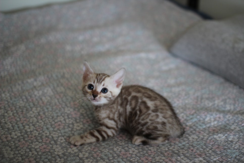 실밍크뱅갈고양이 여아 분양해요~ 관련 이미지 5