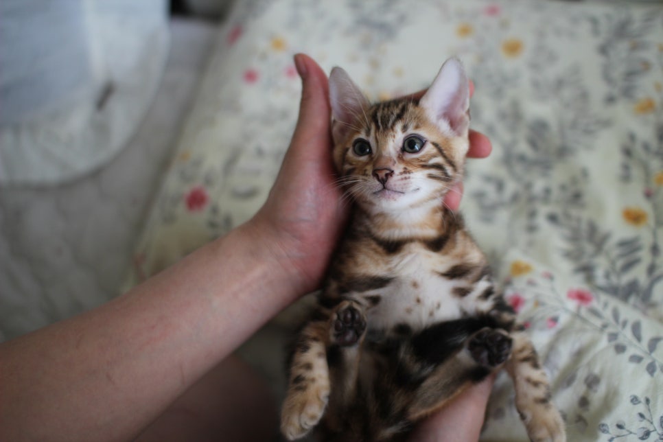 애교만점 개냥이 뱅갈고양이 남아 순둥군 분양해요~ 관련 이미지 16