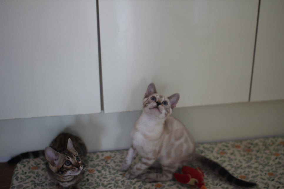 브라운,스노우 뱅갈고양이 여아들 분양해요~ 관련 이미지 2