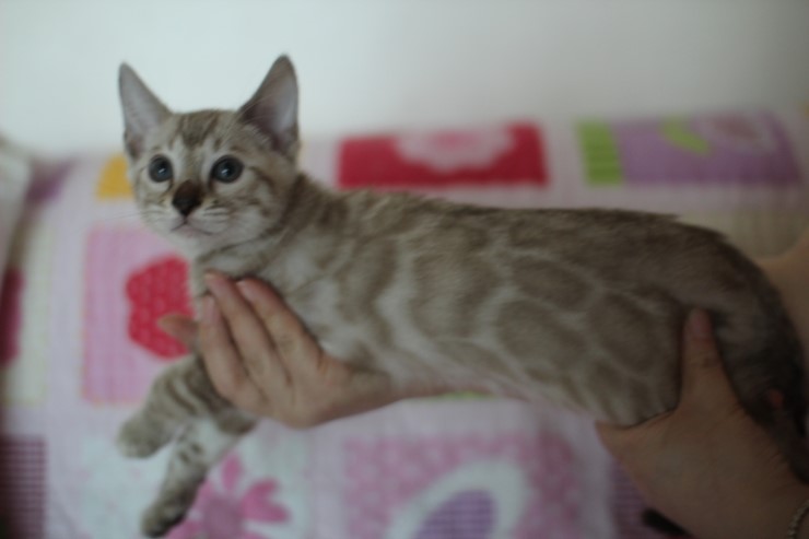 실밍크 뱅갈고양이 남아 분양합니다~ 관련 이미지 2