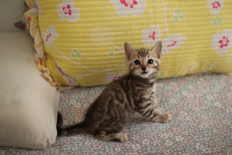 세피아 뱅갈고양이 남아 분양해요~ 관련 이미지 12