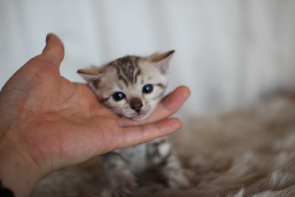 스노우뱅갈고양이 분양 오늘 빠져들어 볼까요? 관련 이미지 18