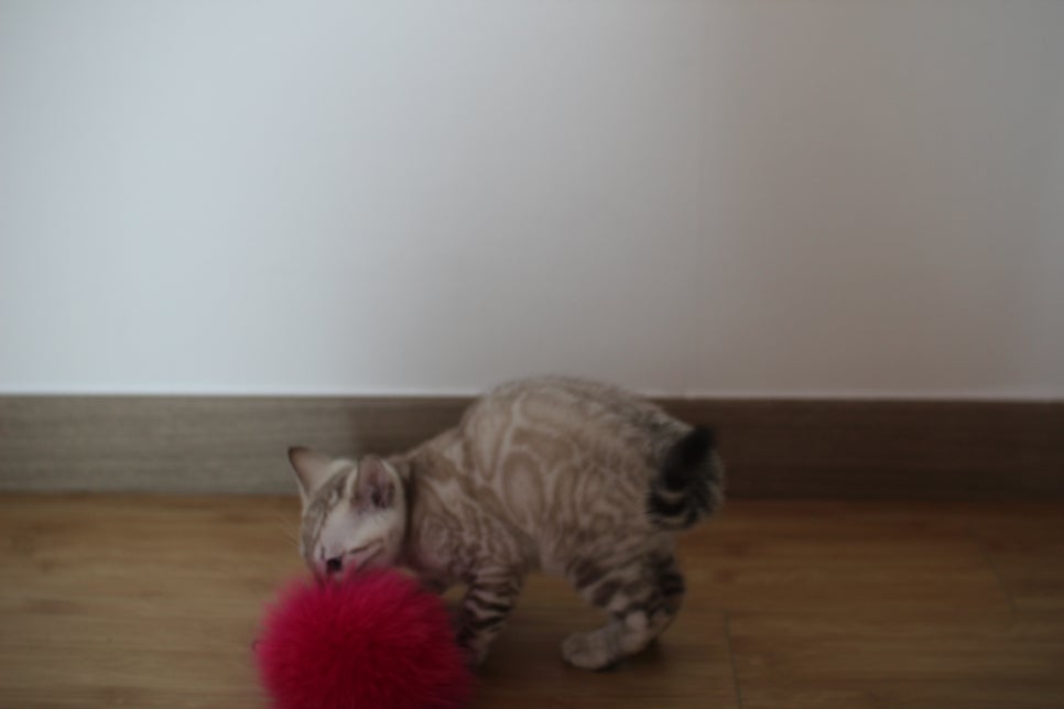 스노우뱅갈고양이 킹군이 숨바꼭질 놀이중 관련 이미지 7