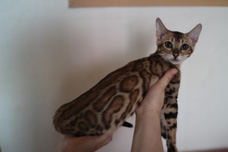 붉은빛이 감도는 뱅갈고양이 키퍼여아 세라 입니다 관련 이미지 2