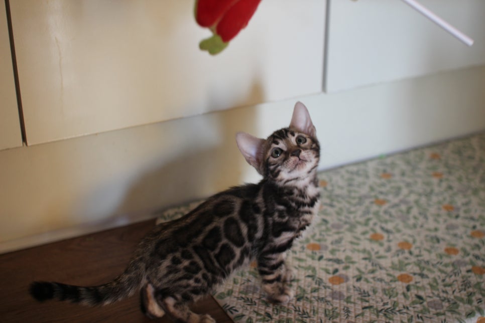 뱅갈고양이분양 행복 가득한 아이들 관련 이미지 12