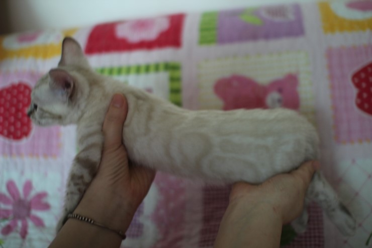 소유뱅갈고양이 캐터리 스노우 키퍼 여아 두아이예요~ 관련 이미지 6