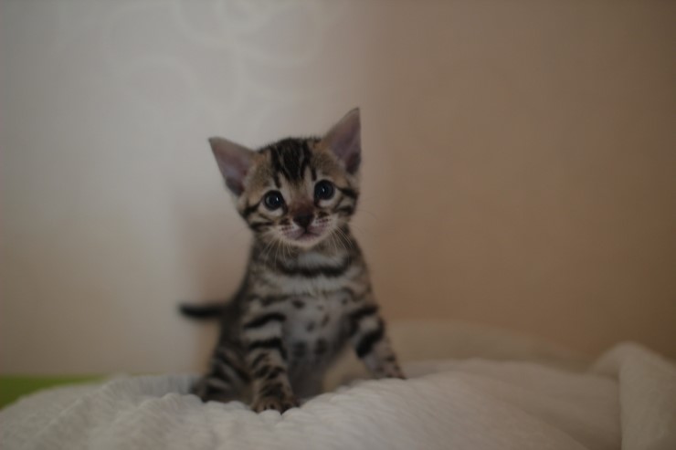 뱅갈고양이 분양 그냥 지나칠수 없을걸? 관련 이미지 3