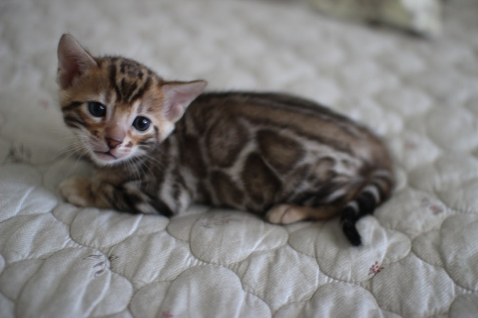 순둥이 뱅갈고양이 남아 분양해요~ 관련 이미지 2