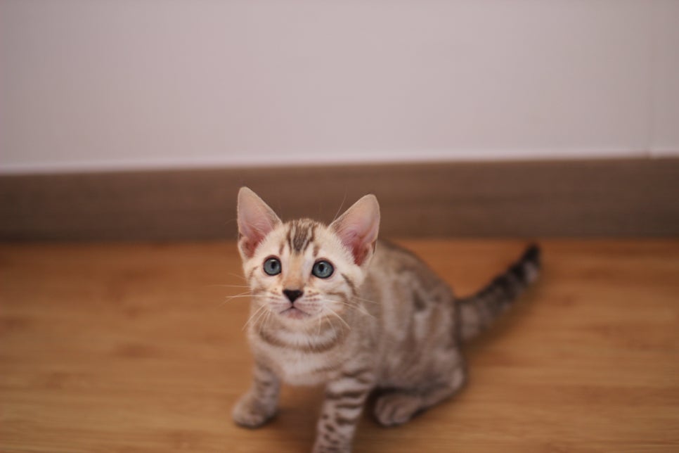 뱅갈고양이 개냥이 찾으시는 분들 보세요 관련 이미지 6