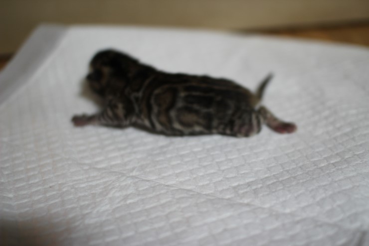 뱅갈고양이 꼬물이 태어났습니다~ 관련 이미지 5