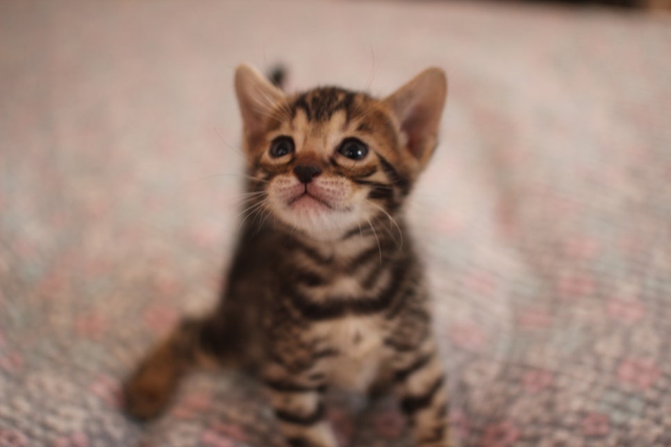 뱅갈고양이 분양중인 여아1 입니다~ 관련 이미지 2