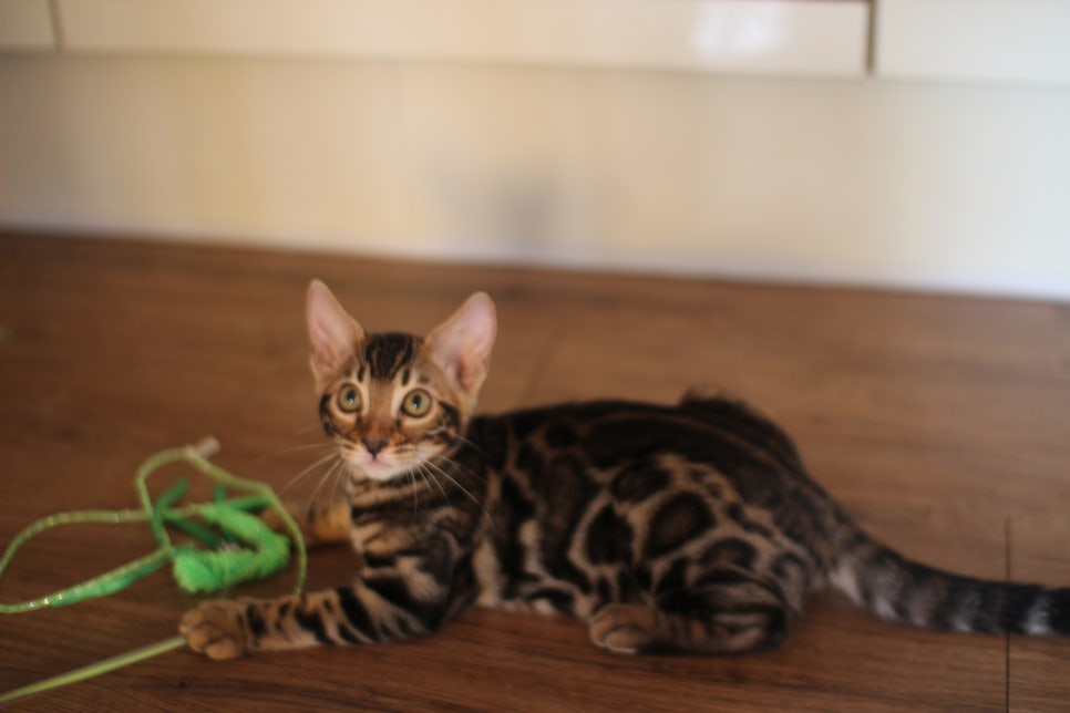 뱅갈고양이분양 행복 가득한 아이들 관련 이미지 11