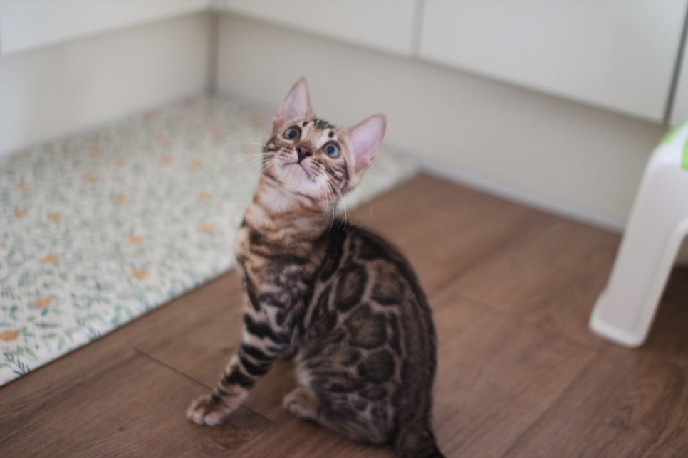 뱅갈고양이 강아지들 등장이요~~ 관련 이미지 15