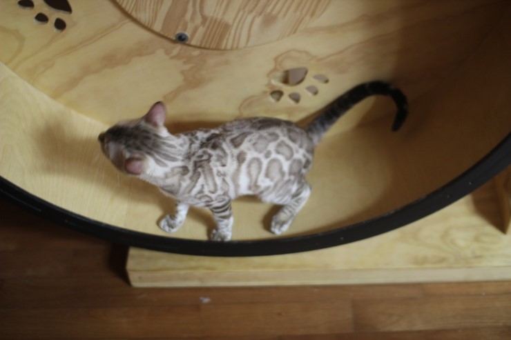 캣휠 타는 실밍크 뱅갈고양이 영웅이예요~ 관련 이미지 8