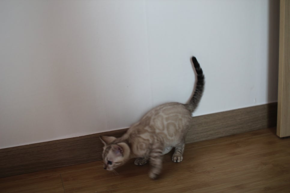 스노우뱅갈고양이 킹군이 숨바꼭질 놀이중 관련 이미지 5