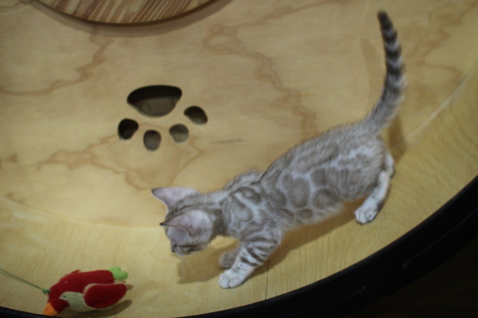 실밍크뱅갈고양이 여아 분양해요~ 관련 이미지 6