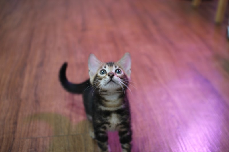 마블 뱅갈고양이 남아 분양해요~ 관련 이미지 3