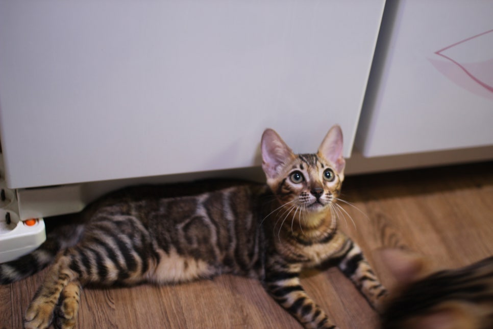 뱅갈고양이 분양중인 아이들 입니다~ 관련 이미지 12