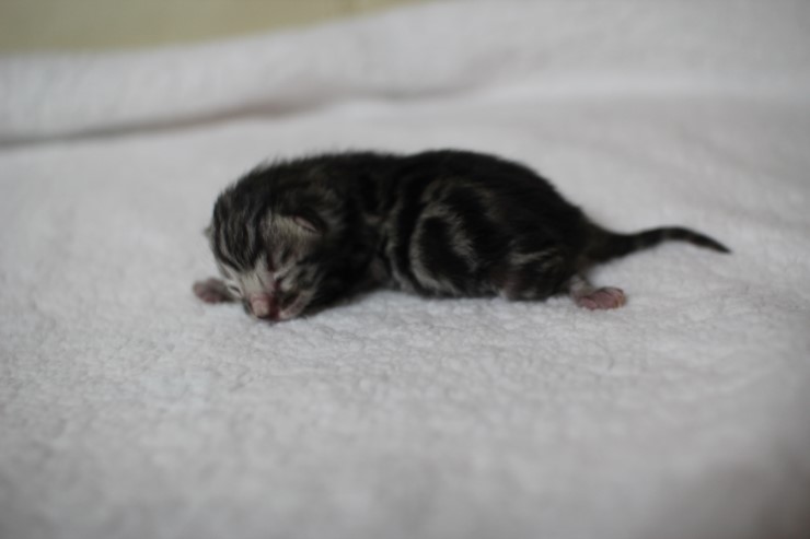 new litter 관련 이미지 11