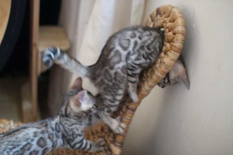 뱅갈고양이 꼬맹이들 사진이예요~ 관련 이미지 6