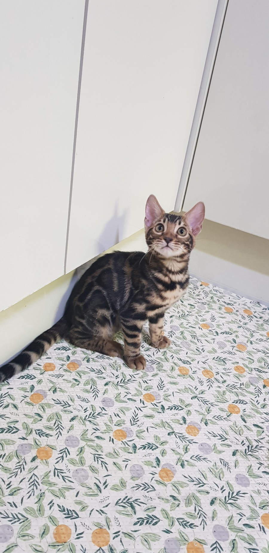 브라운 뱅갈고양이 분양중인 여아예요~~ 관련 이미지 3