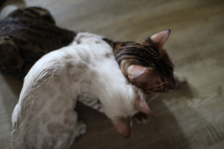 뱅갈고양이,뱅갈고양이 분양,아이들에 평화로운 일상~~~ 관련 이미지 2