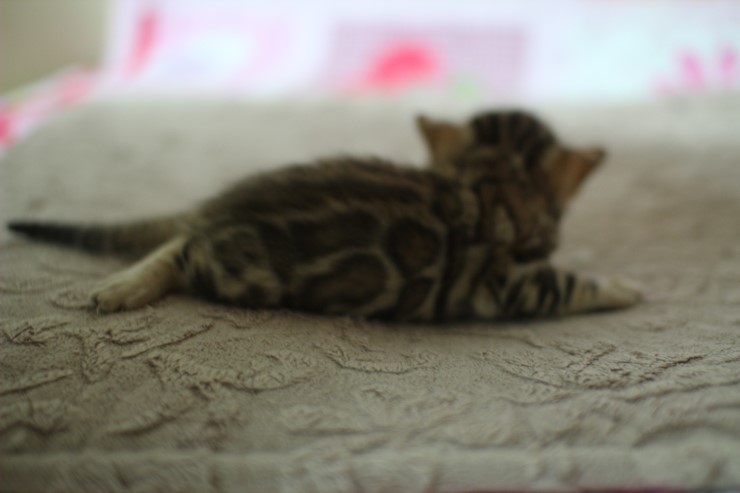 브라운 뱅갈고양이 꼬물이 걷기 시작했어요. 관련 이미지 8