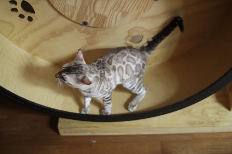 캣휠 타는 실밍크 뱅갈고양이 영웅이예요~ 관련 이미지 7