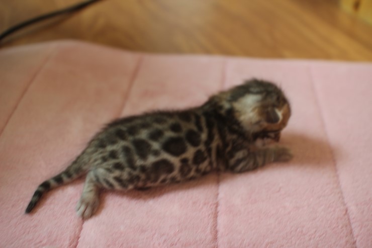 뱅갈고양이 4형제 눈 떴습니다~ 관련 이미지 14
