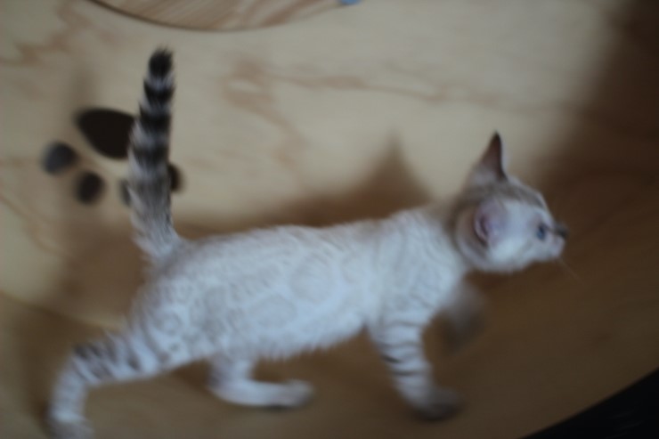 스노우 뱅갈고양이 흰둥이~ 관련 이미지 5